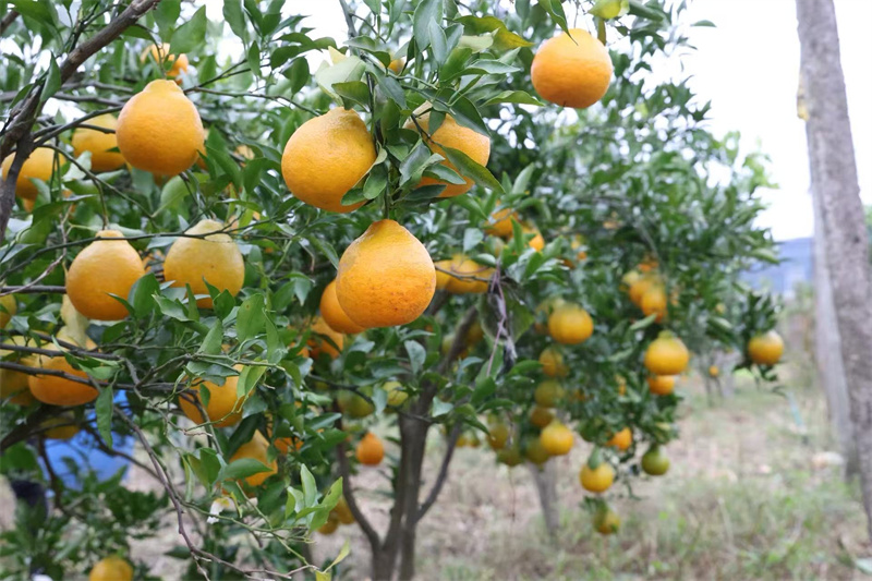 广元：“四向五廊”战略运输大通道让通道优势不断转化为经济优势